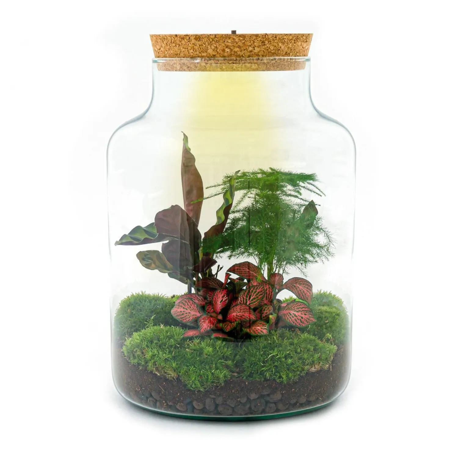 Urbanjungl Milky terrarium DIY kit Ø 21 cm met licht