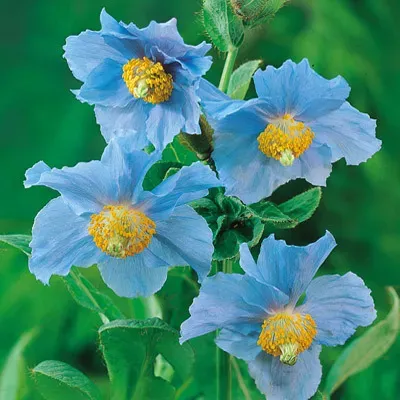 The Natural World Blauwe papaver zaden eetbaar zaad
