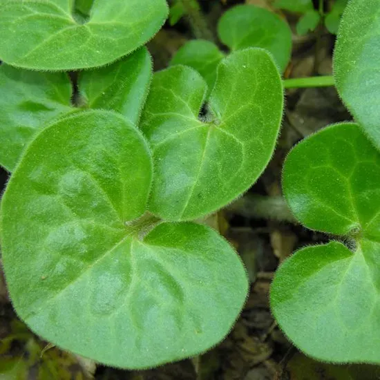 The Natural World Asarum europaeum plant P9 schaduw