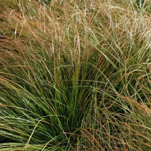 Heerdink Carex Prairie Fire siergras rood bruin