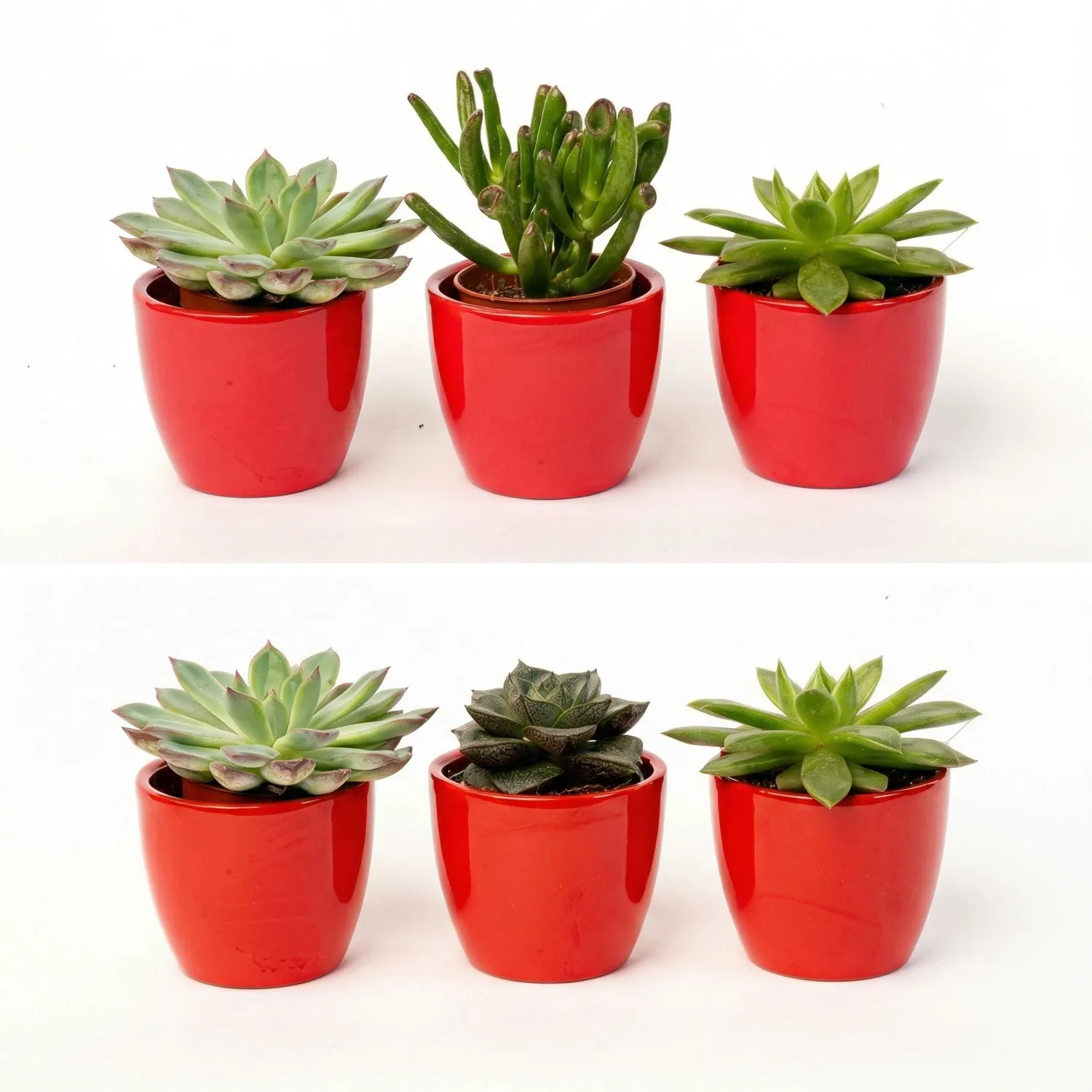 Urbanjungl Succulenten set van 3 vetplanten rode pot