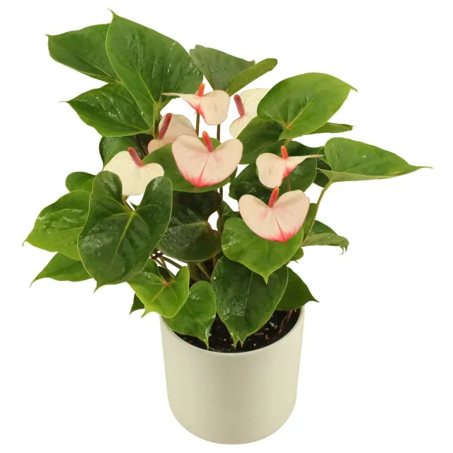 XL-Bloom YoungPlants XL.25 Aloha Lips plant eetbaar