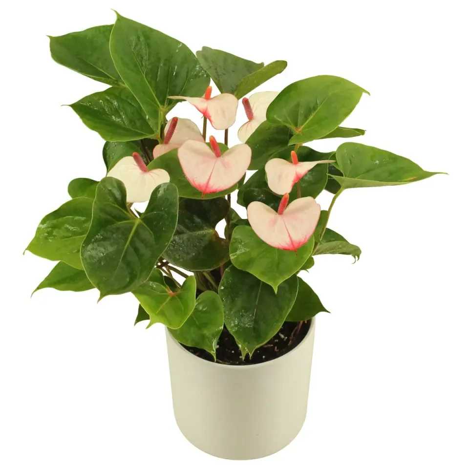 XL-Bloom YoungPlants XL.25 Aloha Lips plant eetbaar