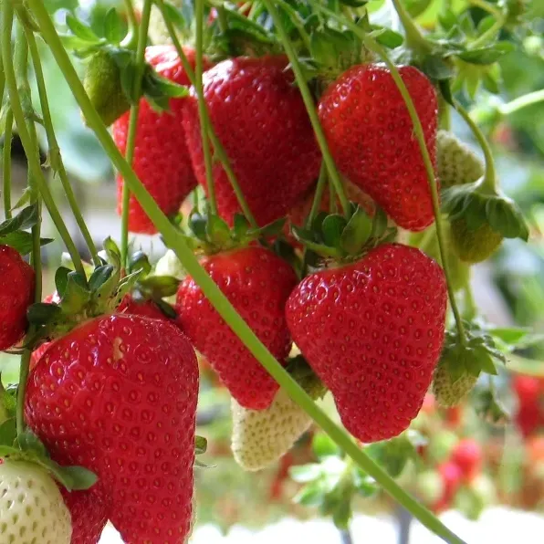 The Natural World Mariguette aardbei plant P9 remontant