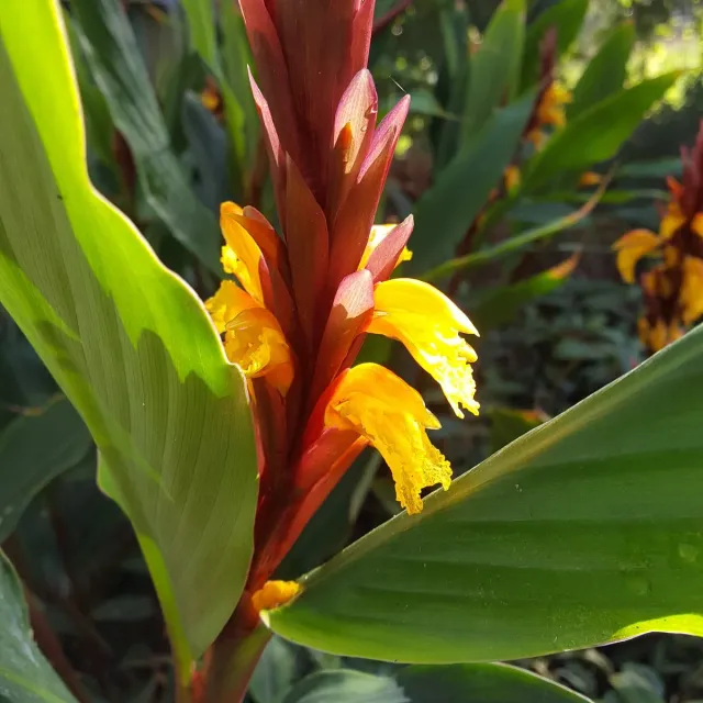 The Natural World Cautleya spicata plant oranje bloei