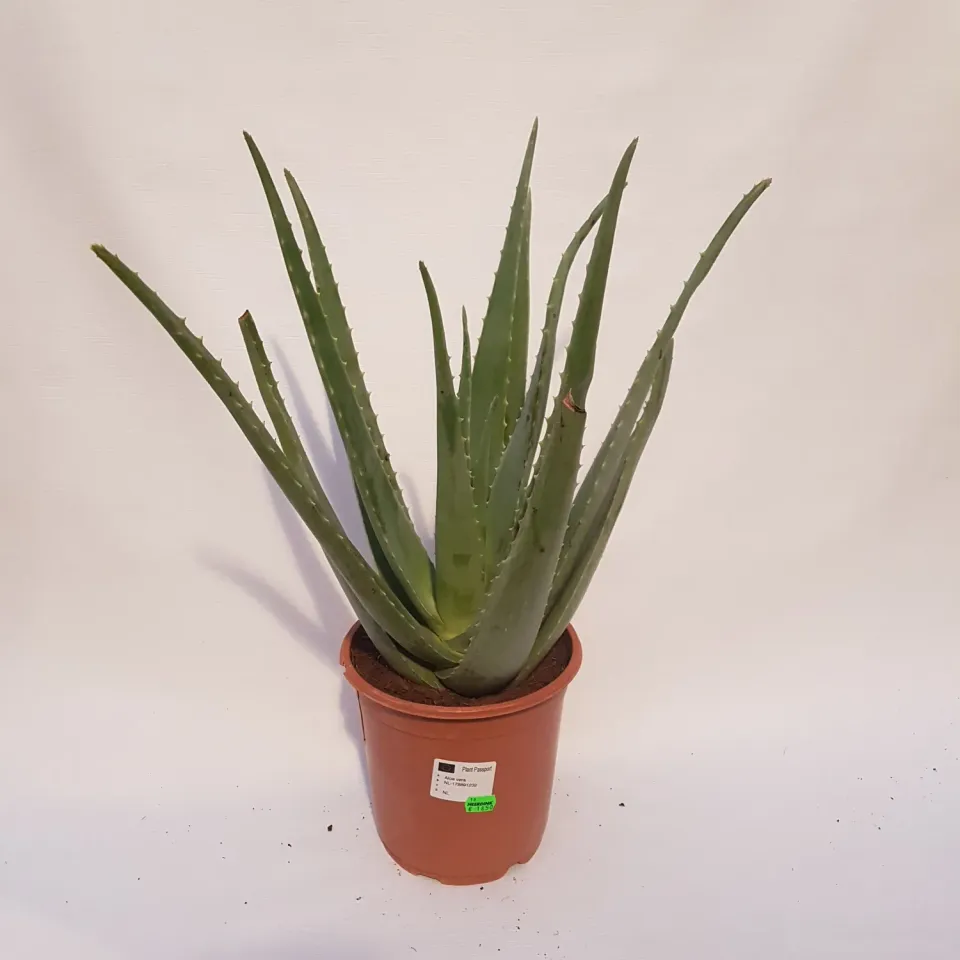 Tuincentrum Heerdink Aloe vera kamerplant 55 cm