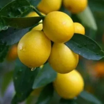 The Natural World Citrus x floridana Eustis citrusplant