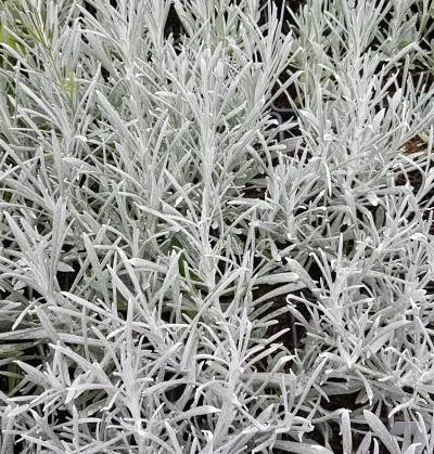 The Natural World Helichrysum Silver Carpet plant P9 winterhard