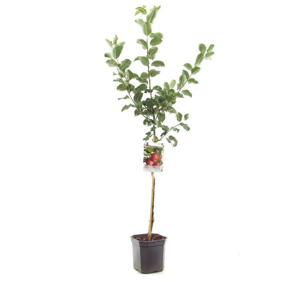Tuincentrum Heerdink Malus Sterappel appelboom handappel