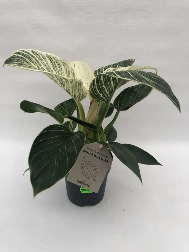 Philodendron White Measure kamerplant wit blad