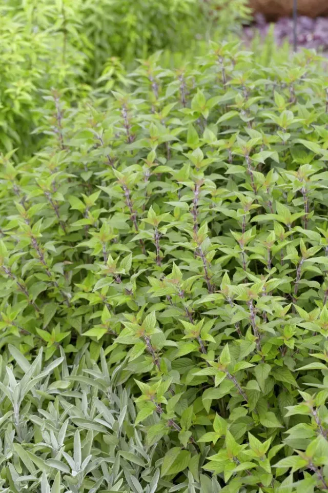 The Natural World Salvia rutilans Scarlet Tangerine plant