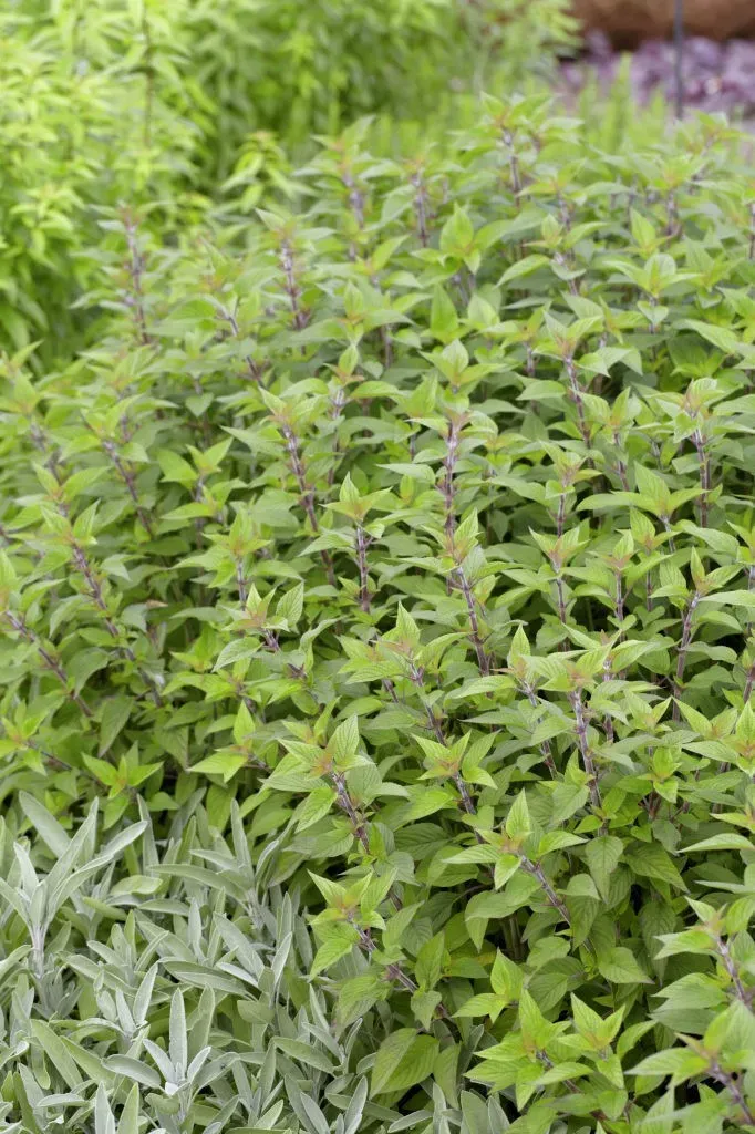 The Natural World Salvia rutilans Scarlet Tangerine plant