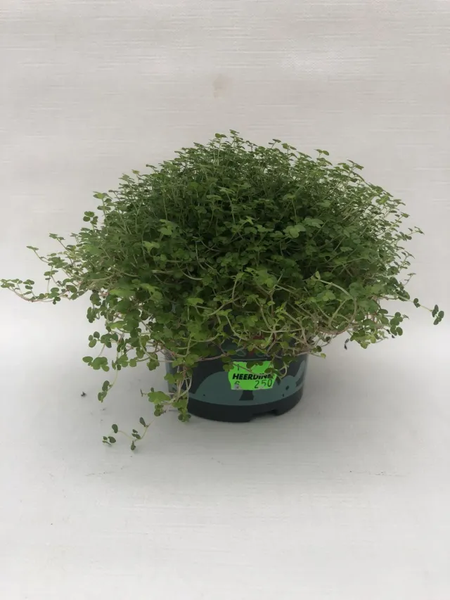 Tuincentrum Heerdink soleirolia slaapkamergeluk bodembedekker