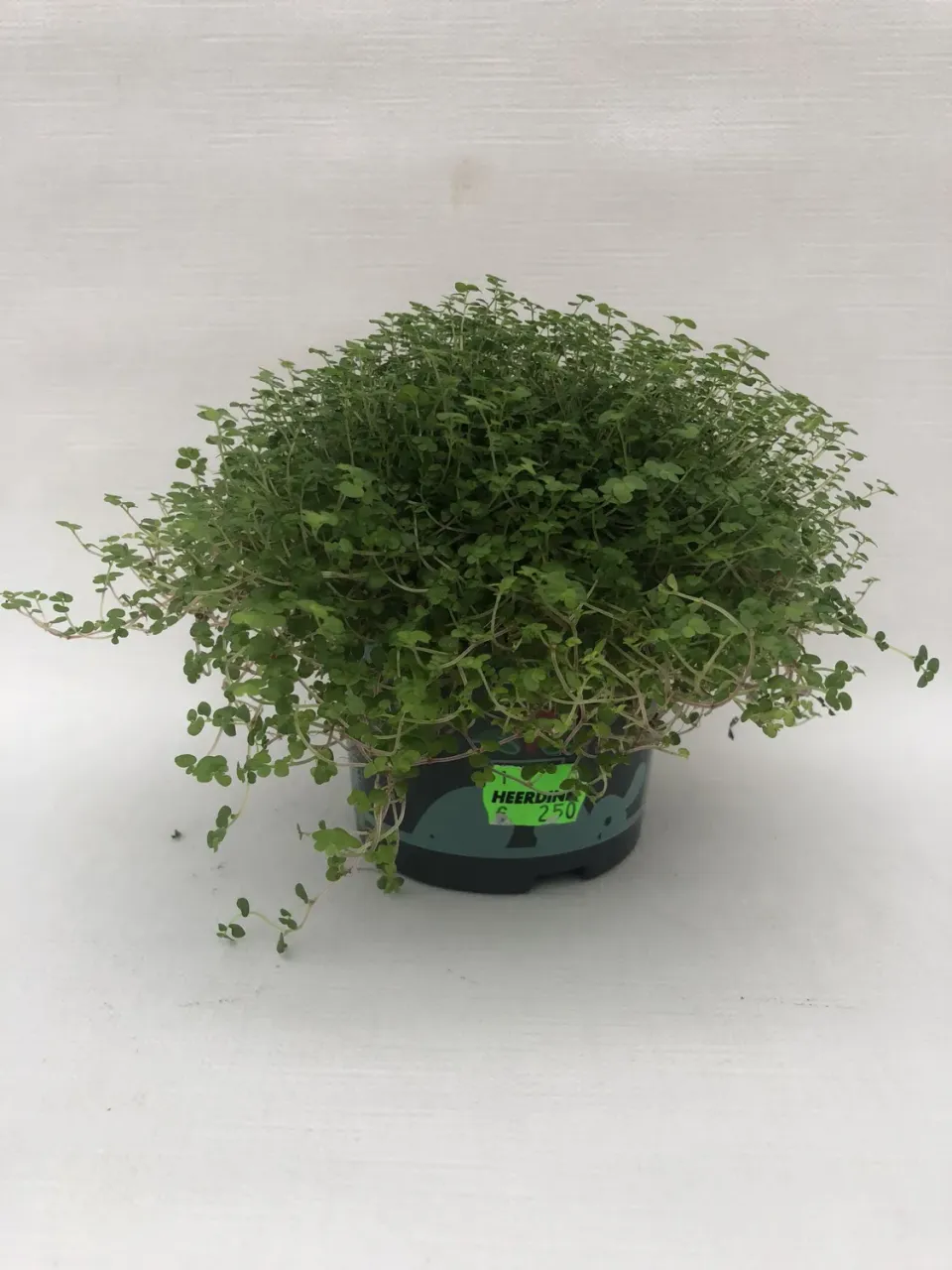 Tuincentrum Heerdink soleirolia slaapkamergeluk bodembedekker