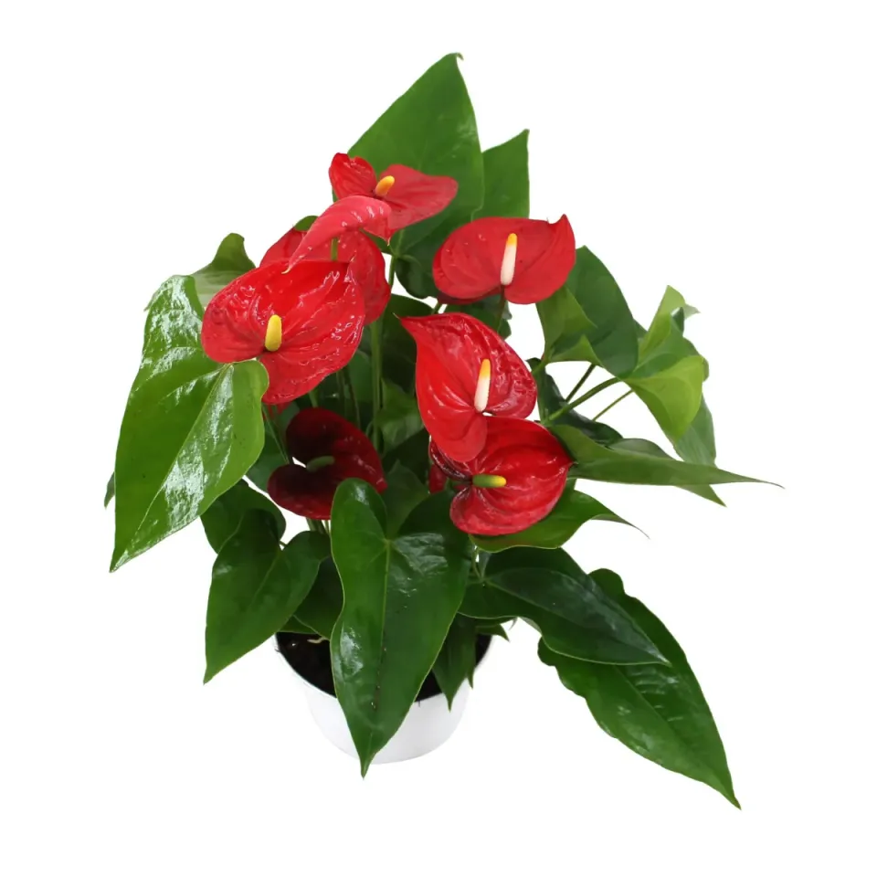 XL-Bloom YoungPlants XL.113 aardbeiplant Super Jambo Red P9 zoet
