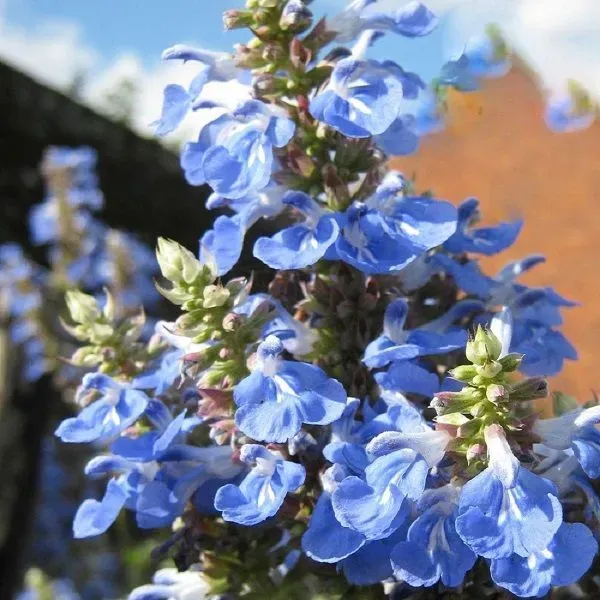 The Natural World Salvia uliginosa salie P9 blauw