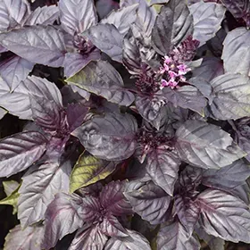 The Natural World Basilicum Red Rubin zaden rood blad