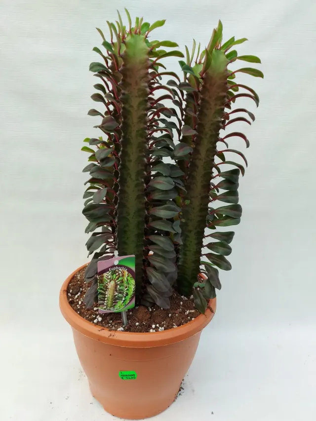 Tuincentrum Heerdink Euphorbia trigona Rubra vetplant rood