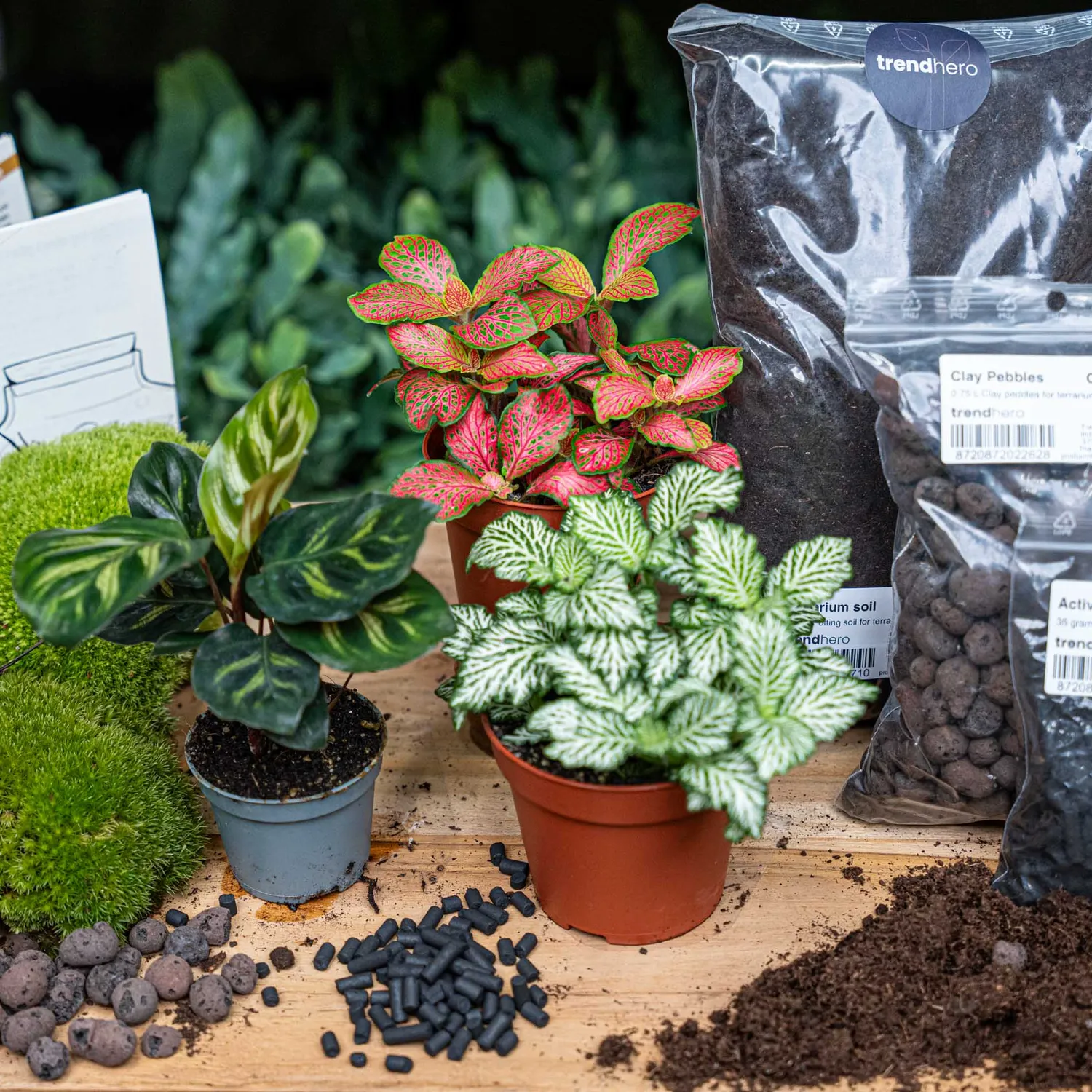 Urbanjungl Calathea Makoyana terrarium navulpakket 3 planten
