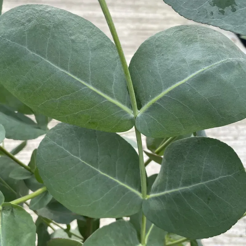 The Natural World Eucalyptus neglecta buitenplant P12 winterhard