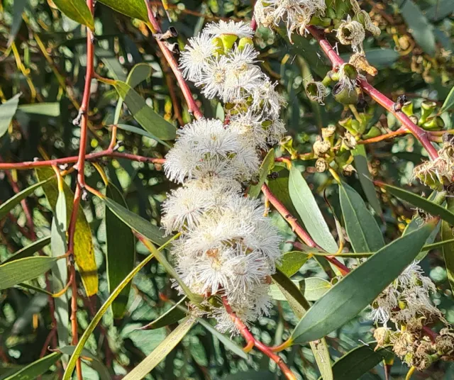 The Natural World Eucalyptus gregsoniana plant winterhard