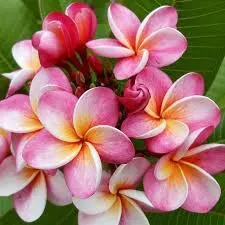 The Natural World Plumeria rubra Divine plant geurend