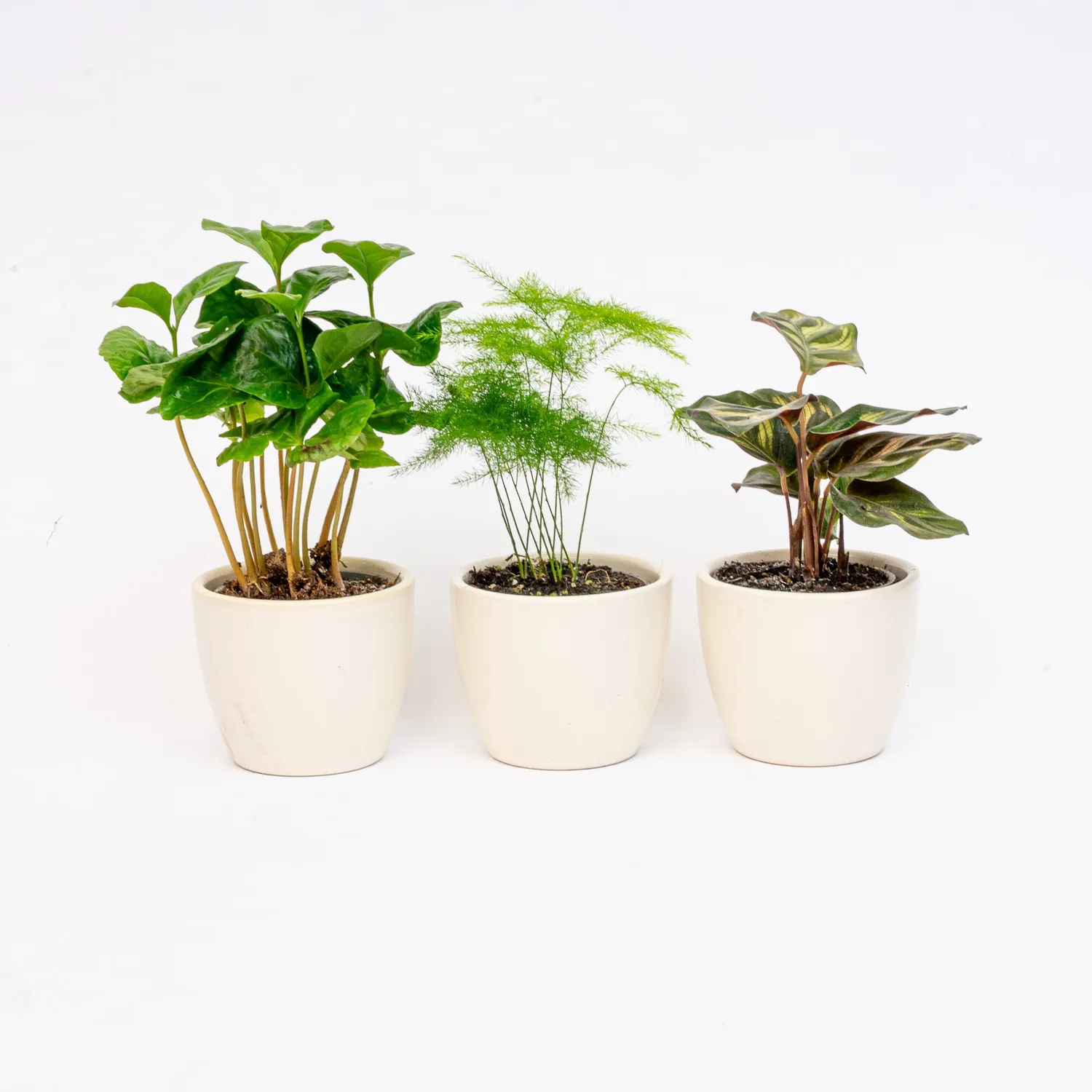 Urbanjungl Plantenset 3 Mini Pot Ø6 cm planten blauw