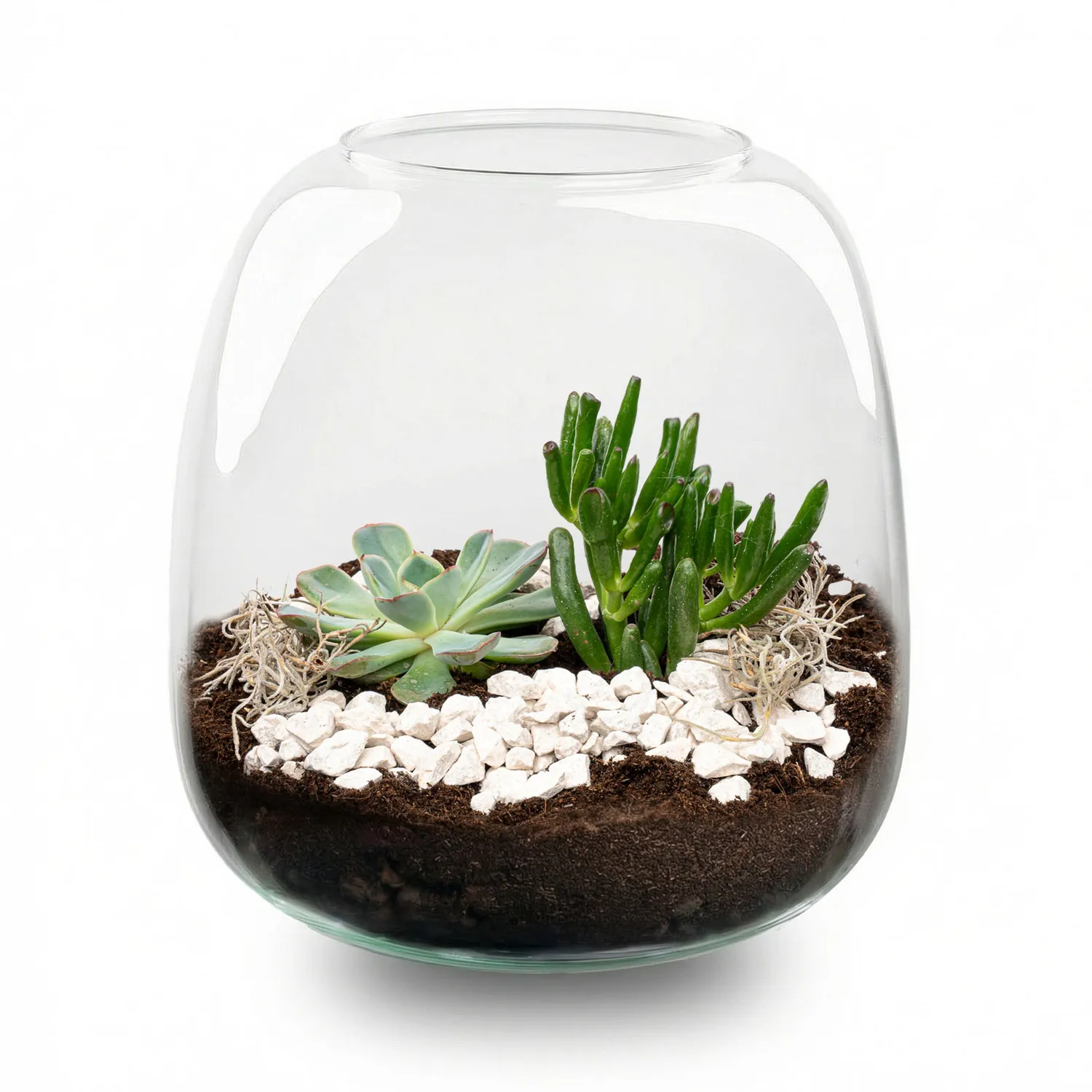 Urbanjungl Emma Mini succulent terrarium DIY kit 19 cm