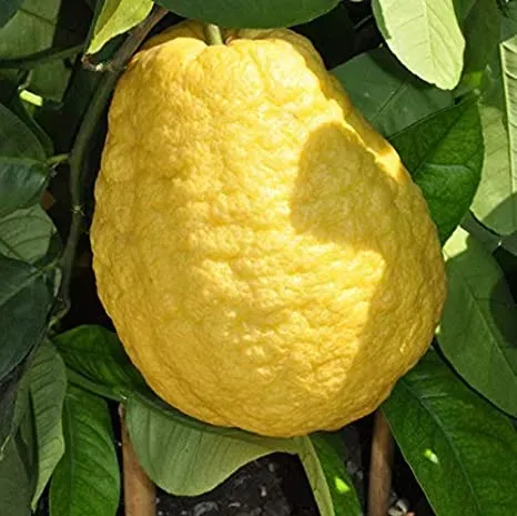 The Natural World Citrus medica Etrog plant geel