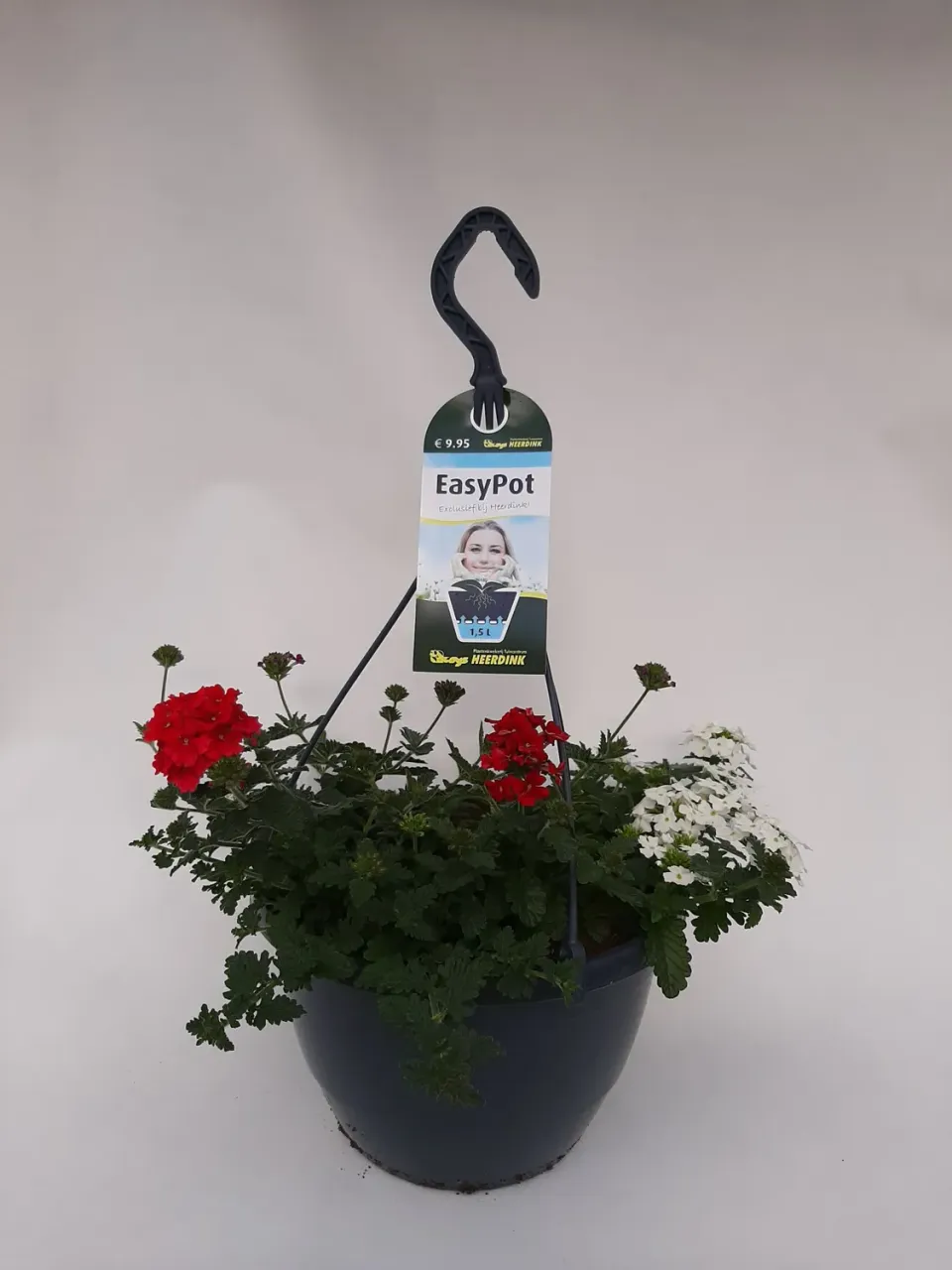Verbena mix ijzerhard plant balkon eetbare bloem