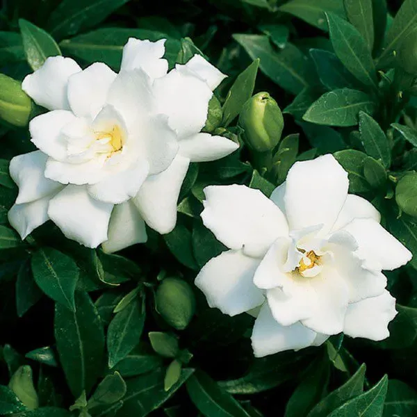The Natural World Gardenia Magnifica gardeniaplant geurend