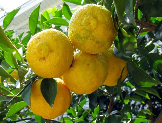 The Natural World Citrus Yuzu boompje eetbaar vrucht