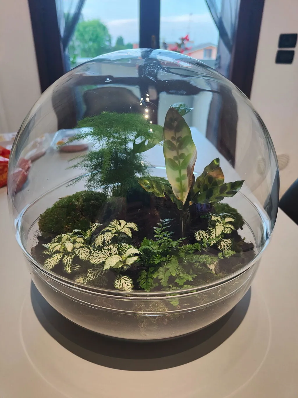 Urbanjungl Dome XL planten terrarium DIY kit 28 cm stolp