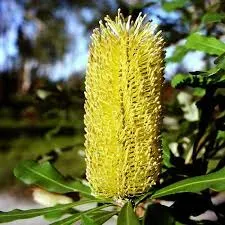The Natural World Banksia integrifolia kustplant blad