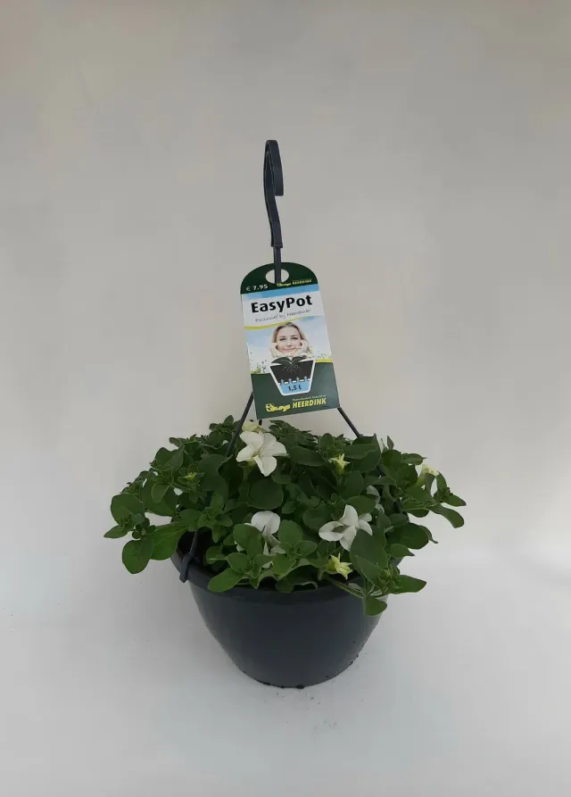 Dekko hangpetunia wit balkonplant hangend