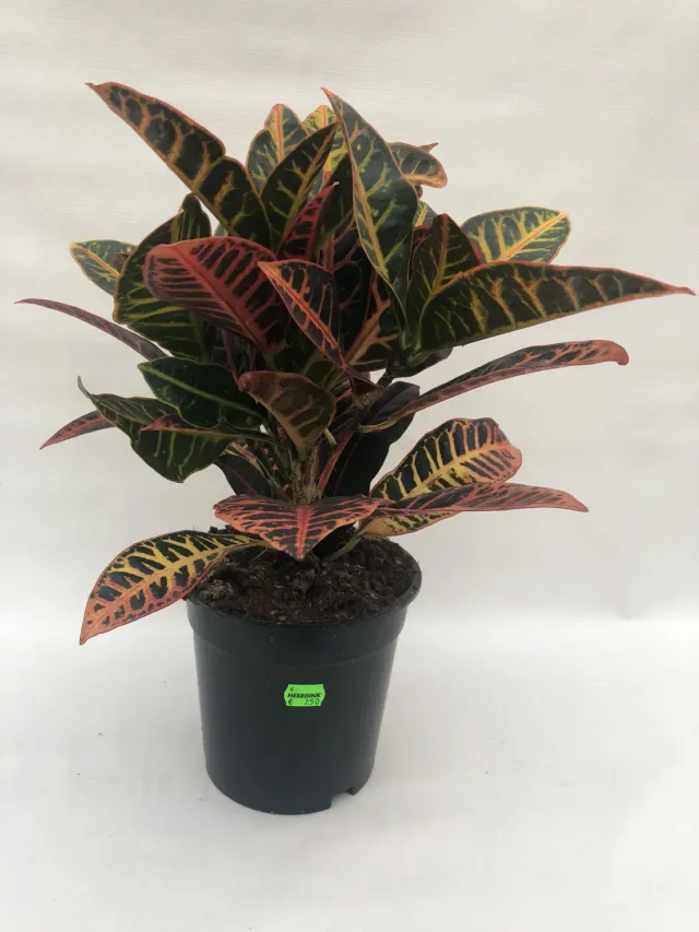 Codiaeum Croton kamerplant 45 cm bont blad