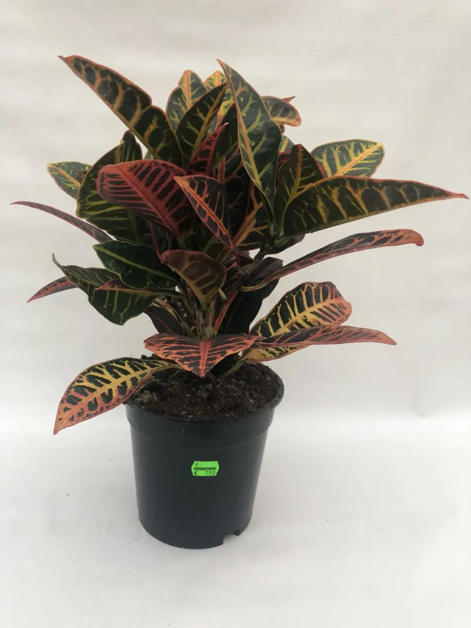 Codiaeum Croton kamerplant 45 cm bont blad