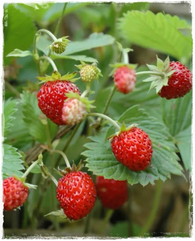 The Natural World Tubby Red bosaardbei plant zoet