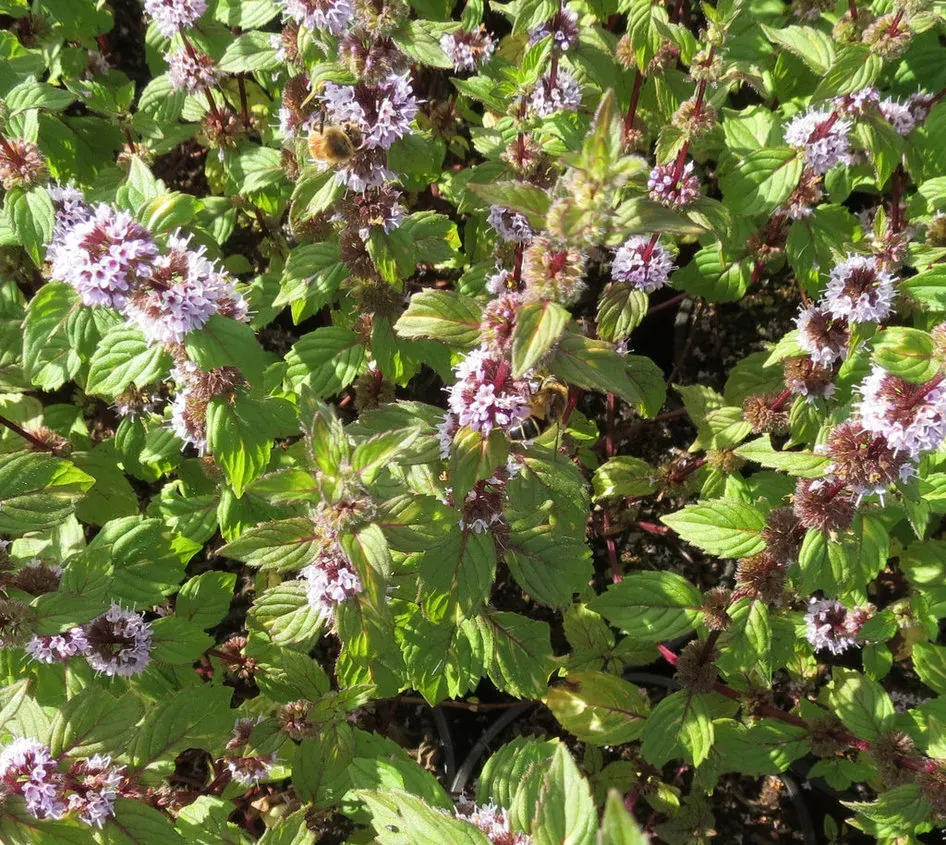 The Natural World Mentha Variegata muntplant P9 eetbaar
