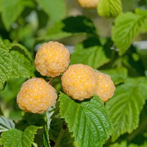 The Natural World Rubus Fallgold struik P15 geel