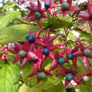 The Natural World Clerodendrum trichotomum struik geurend