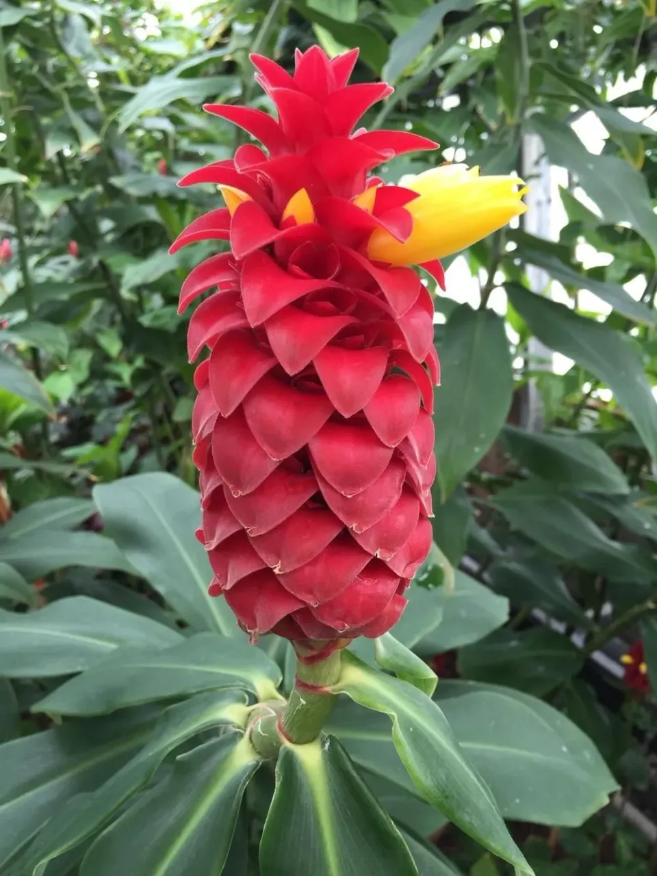 The Natural World Costus barbatus P14 plant oranje bloem