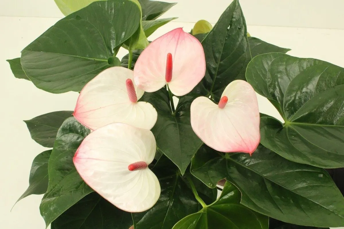 XL-Bloom YoungPlants XL.75 jonge plant Paris Twice