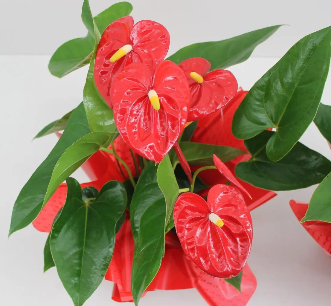 XL-Bloom YoungPlants XL.10 aardbeiplant Mauii Red vroeg
