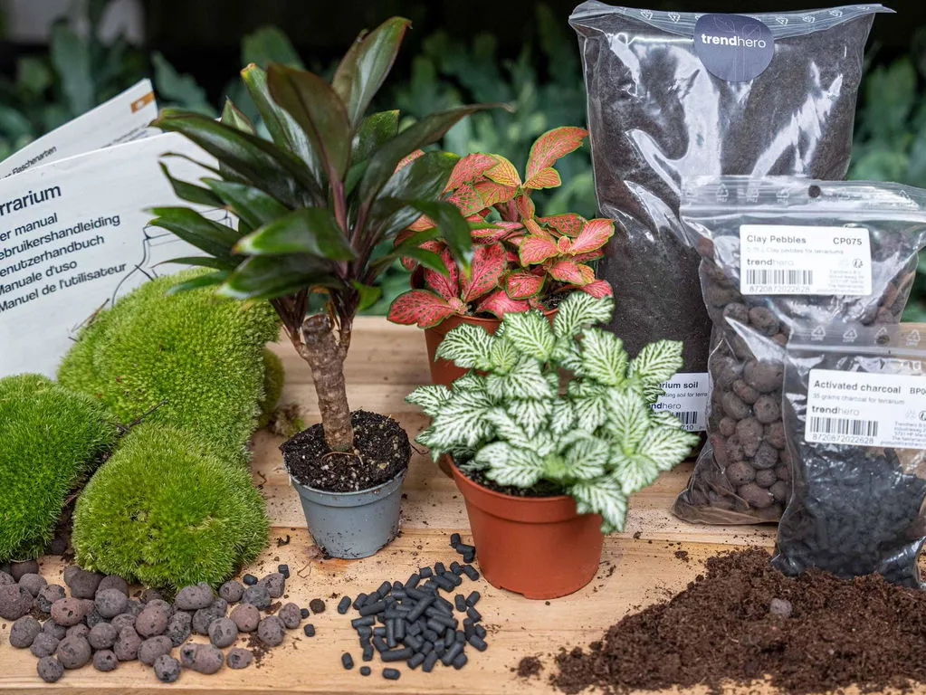 Urbanjungl Palm terrarium startpakket 3 planten L/XL