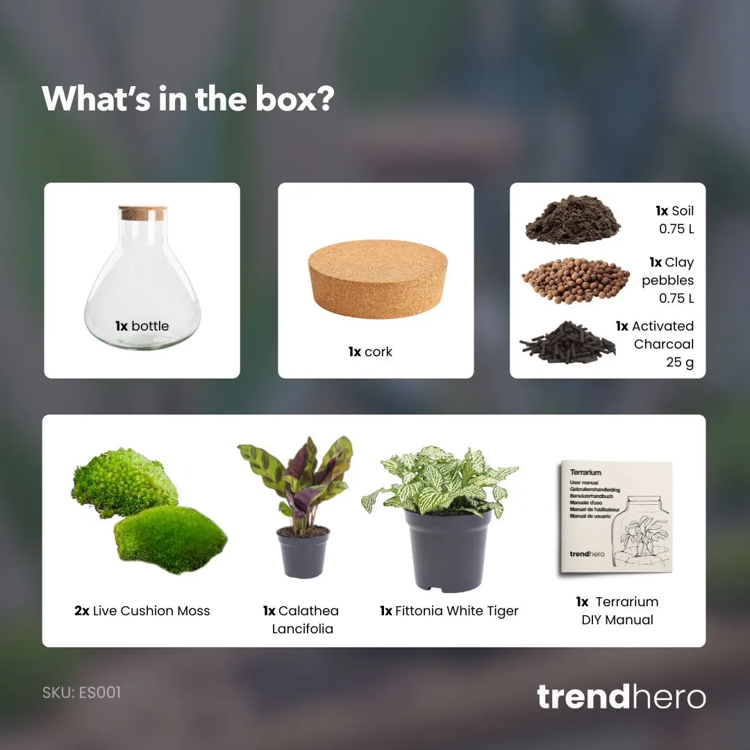 Urbanjungl Sammie Terrarium DIY kit Ø22,5 cm calathea