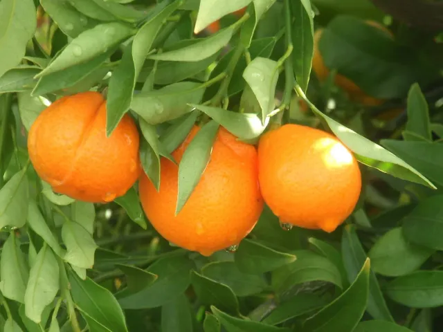 The Natural World Citrus x japonica Nippon kumquatplant eetbaar