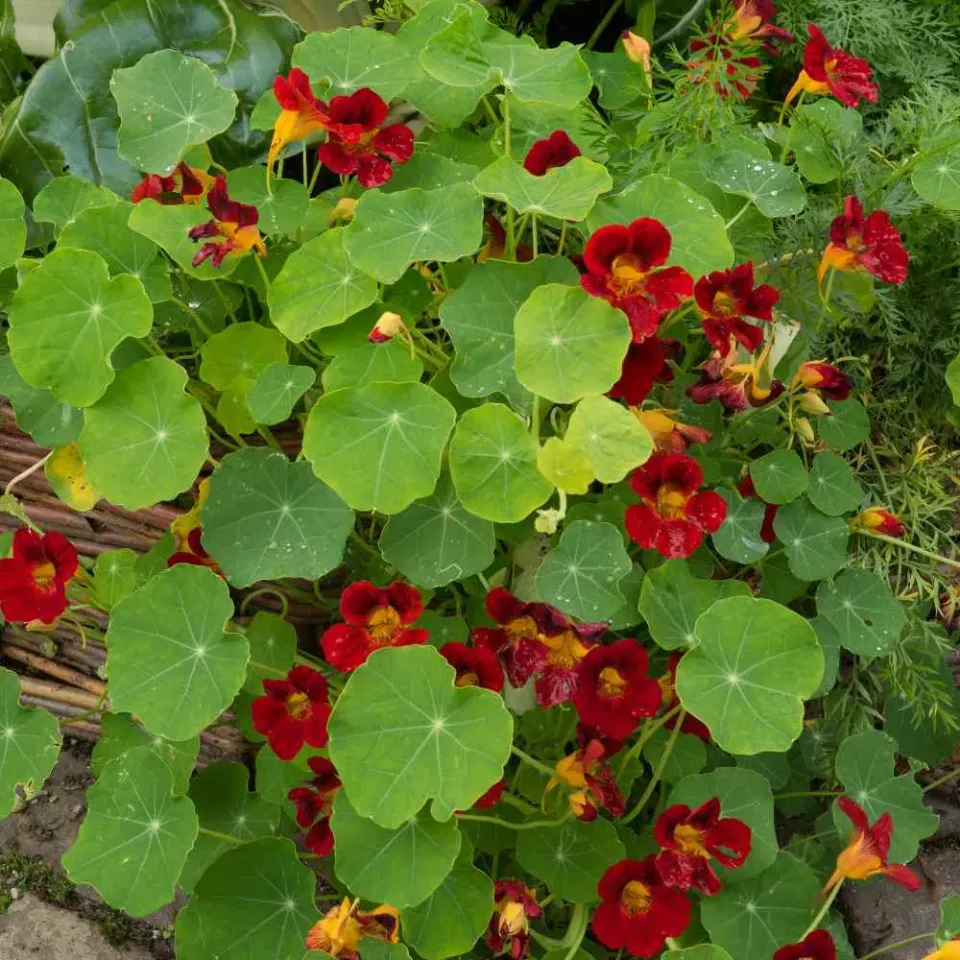 The Natural World Scarlet Gleam oostindische kers rood