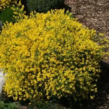 The Natural World Genista lydia plant C1.5 pot geelbloeiend