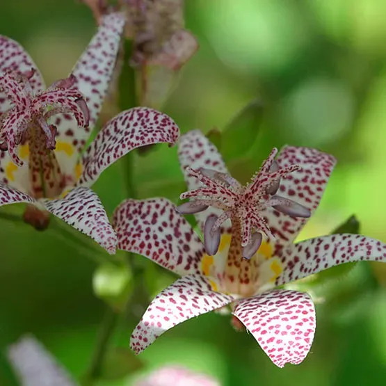 The Natural World Tricyrtis hirta paddenlelie plant schaduw